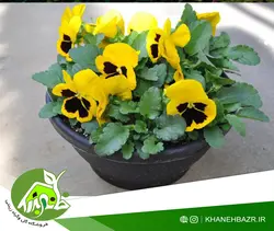 بذر بنفشه زرد خالدار ایتالیایی