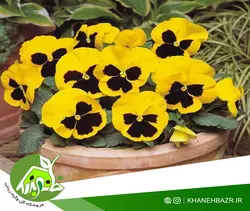 بذر بنفشه زرد خالدار ایتالیایی