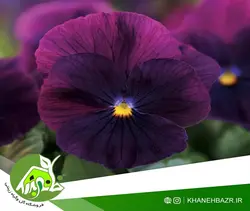 بذر بنفشه بنفش