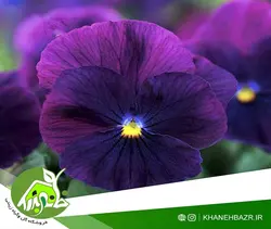 بذر بنفشه بنفش