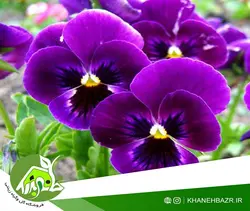 بذر بنفشه بنفش