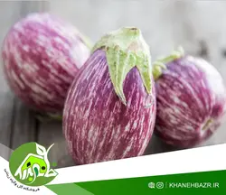 بذر بادمجان کالیوپ هلندی