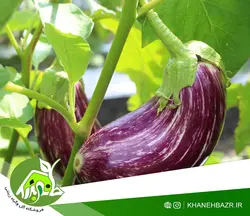 بذر بادمجان کالیوپ هلندی