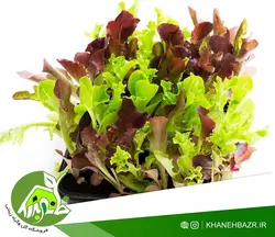 بذر بیبی کاهو میکس سبز و قرمز