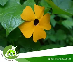 بذر پیچک چشم سیاه