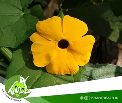 بذر پیچک چشم سیاه