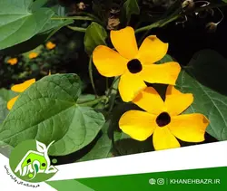 بذر پیچک چشم سیاه