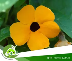 بذر پیچک چشم سیاه