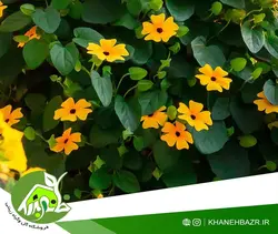 بذر پیچک چشم سیاه