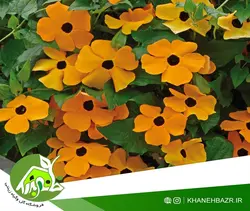 بذر پیچک چشم سیاه