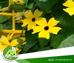 بذر پیچک چشم سیاه