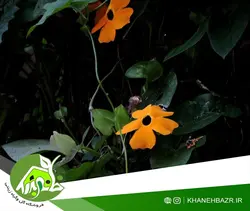 بذر پیچک چشم سیاه