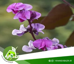 بذر پیچک لبلب