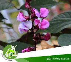 بذر پیچک لبلب