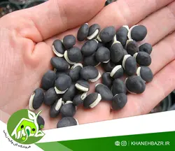 بذر پیچک لبلب
