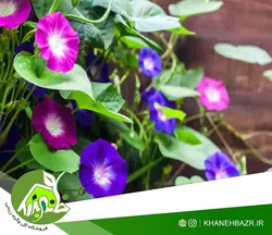 بذر پیچک الوان نیلوفر اسپانیا