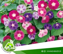 بذر پیچک الوان نیلوفر اسپانیا