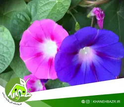 بذر پیچک الوان نیلوفر اسپانیا