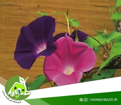 بذر پیچک الوان نیلوفر اسپانیا