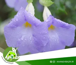 بذر پیچک الوان نیلوفر اسپانیا