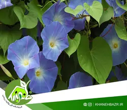 بذر پیچک الوان نیلوفر اسپانیا