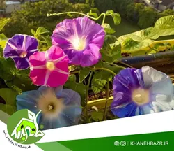 بذر پیچک الوان نیلوفر اسپانیا
