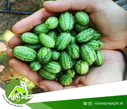 بذر خیار مکزیکی