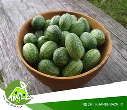 بذر خیار مکزیکی