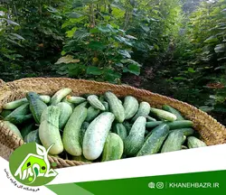 بذر خیار محلی استان گیلان