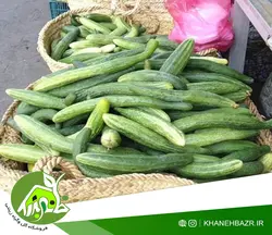 بذر خیار محلی استان گیلان