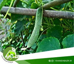 بذر خیار محلی استان گیلان