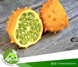 بذر خیار آفریقایی یا خربزه شاخ دار