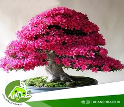 بذر درختچه ارغوان بسته 10 عددی