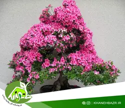 بذر درختچه ارغوان بسته 10 عددی