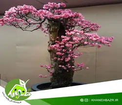 بذر درختچه ارغوان بسته 10 عددی
