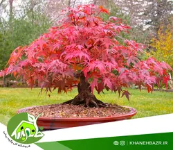 بذر درختچه افرا قرمز بسته 5 عددی