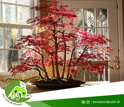 بذر درختچه افرا قرمز بسته 5 عددی