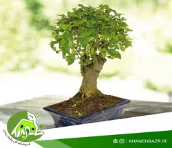 بذر درختچه برگ نو چینی