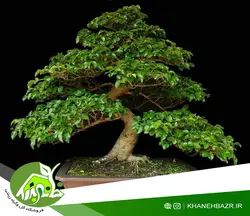 بذر درختچه برگ نو چینی