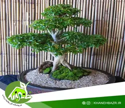 بذر درختچه برگ نو چینی