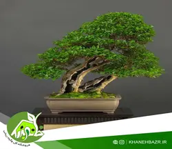 بذر درختچه برگ نو چینی