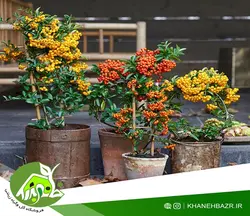 بذر درختچه پیراکانتا میکس