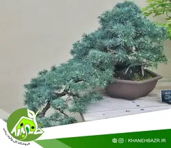 بذر درختچه سرو نقره ای