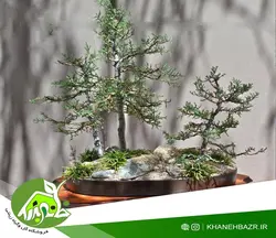 بذر درختچه سرو نقره ای