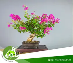 بذر درختچه گل توری