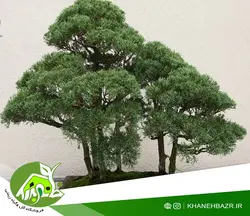 بذر درختچه سرو کوهی ویرجینیا