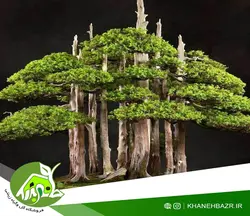 بذر درختچه سرو کوهی ویرجینیا