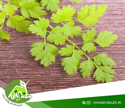 بذر سبزی جعفری