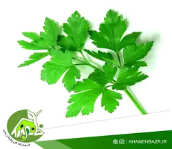 بذر سبزی جعفری