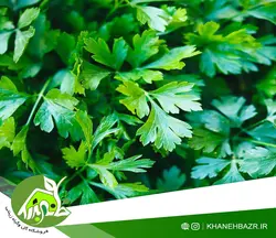 بذر سبزی جعفری